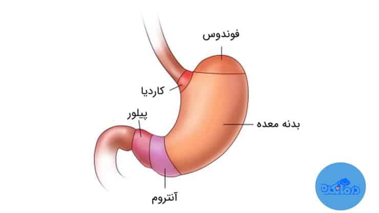 تصویر آگهی درمان تخصصی مشکلات کلیوی(گرده) و معده - لوازم آرایشی - بلخ